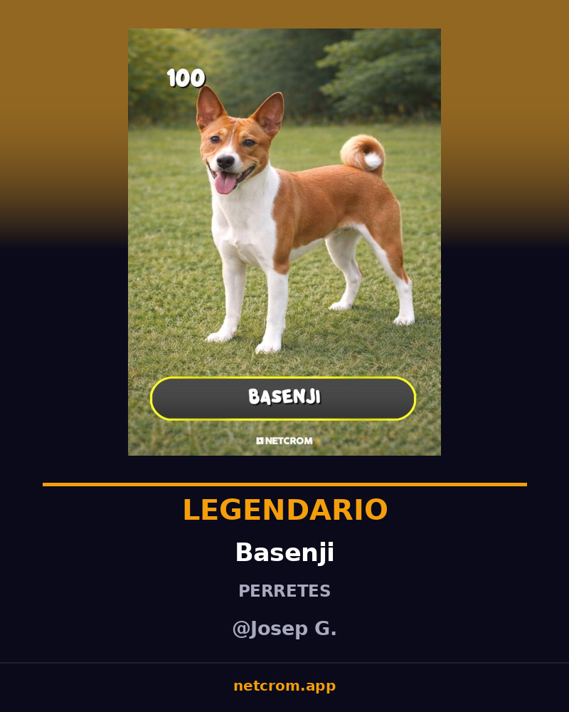 Basenji